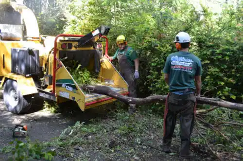 tree services Villano Beach